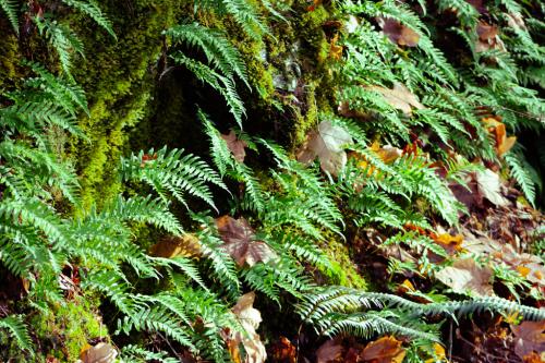 moss wall covered in ferns