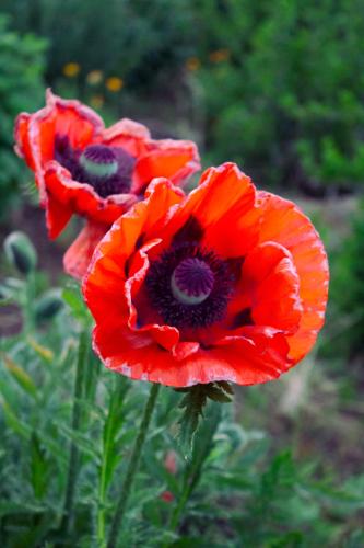 red poppy