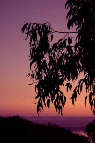 tree silhouette against an orange and purple sunset