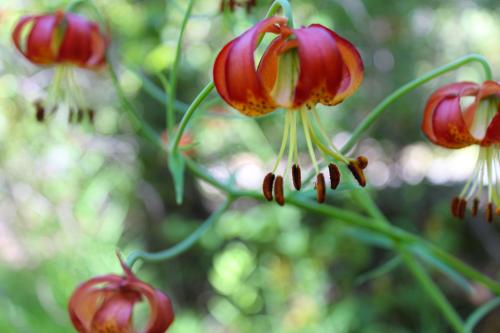 wild tiger lily against a blurred background