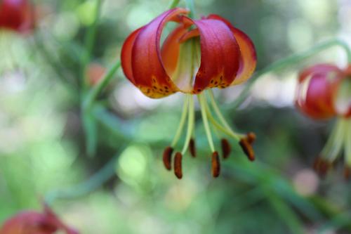 wild tiger lily