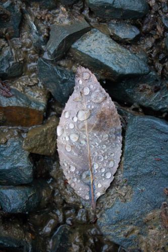 single leaf with water droplets