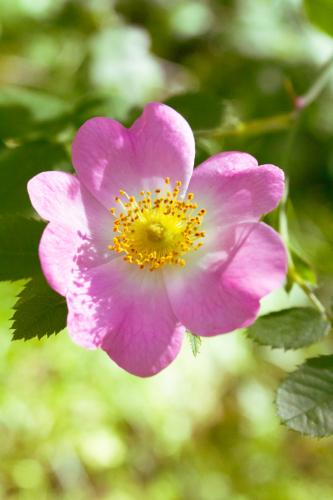 pink wild rose