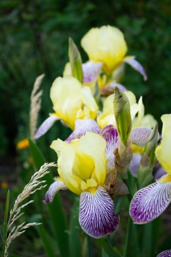 yellow and blue irises